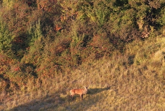 PASSIONE PER IL CERVO